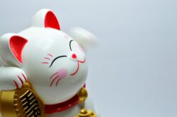 A Japanese cat used to illustrate an article about Chinese versus Japanese